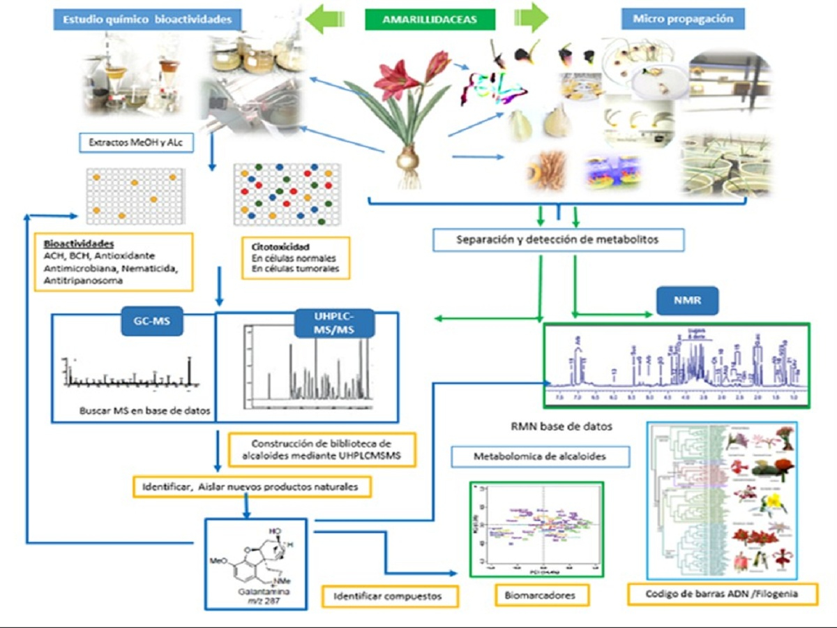 Proyecto del IBT de la Facultad de Ingeniería fue seleccionado para la exploración de la biodiversidad de amarilidáceas de Argentina