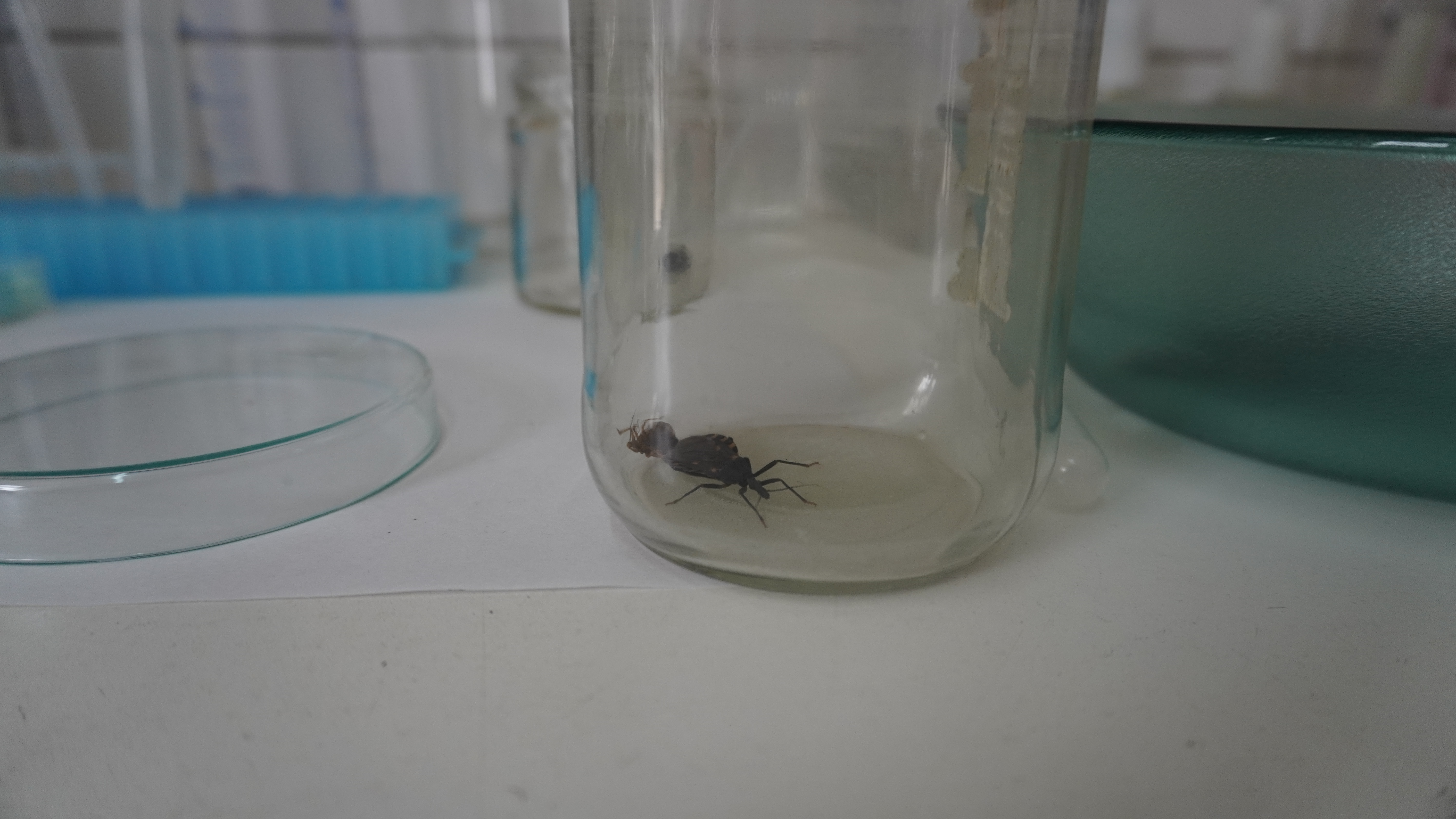 La Facultad de Ingeniería cuenta con un Centro de Notificación y Testeo Vectorial de la enfermedad de Chagas